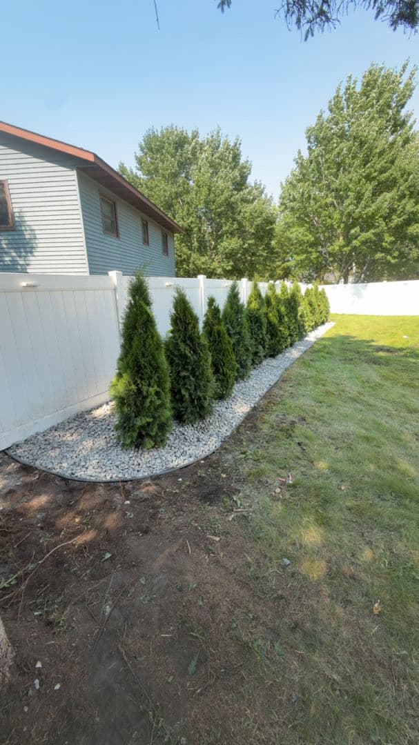 Privacy Tree Planting Along a Fence Line That Actually Grows With You image